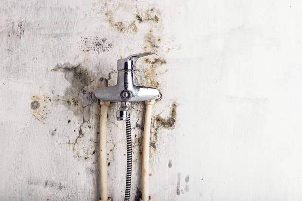 Best Mold Removal Specialists  in College Station, TX