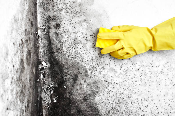 Best Home Mold Removal  in College Station, TX