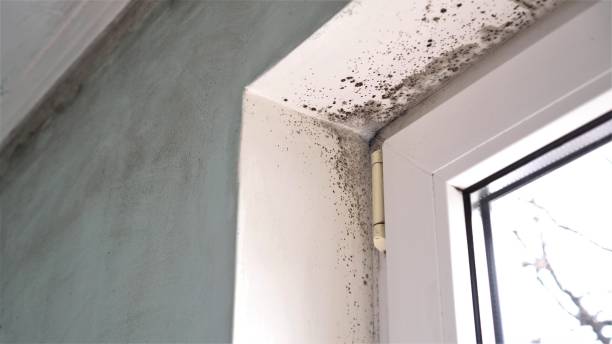 Trusted College Station, TX Mold Removal Experts