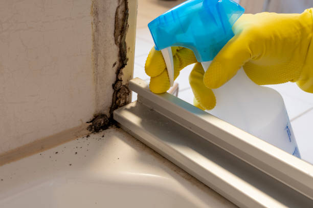 Certified Mold Removal in College Station, TX
