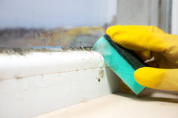 Best Fast Mold Removal  in College Station, TX