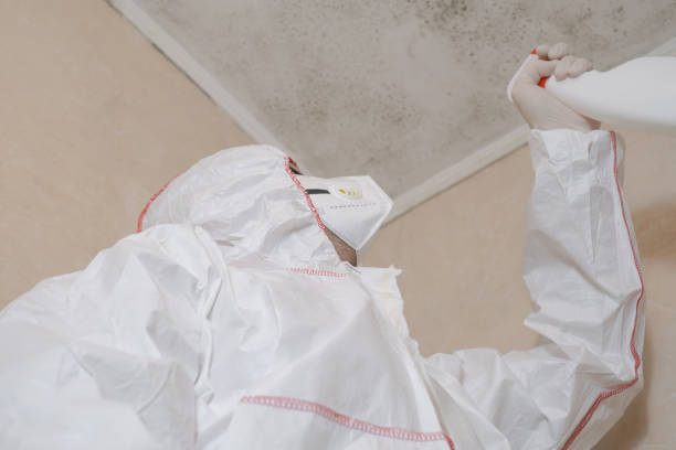 Best Affordable Mold Removal  in College Station, TX