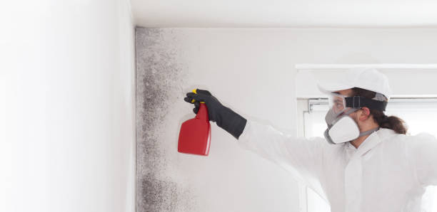 Home Mold Removal in College Station, TX