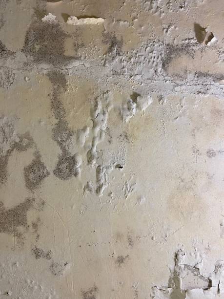 Best Fast Mold Removal  in College Station, TX