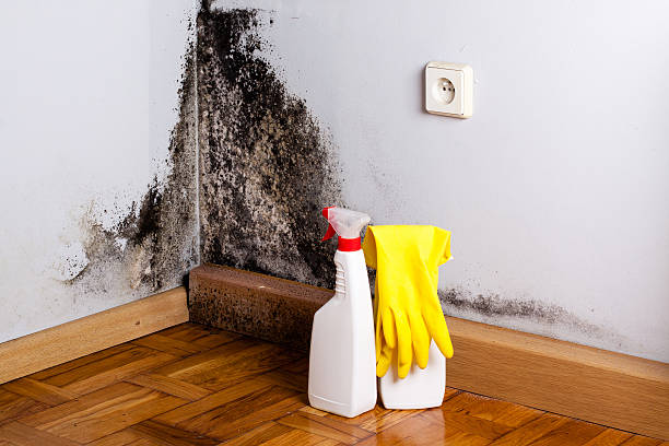 Mold Removal and Inspection in College Station, TX