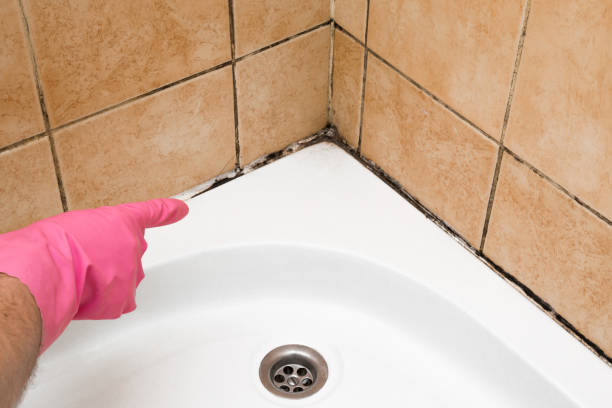 Best Professional Mold Removal  in College Station, TX